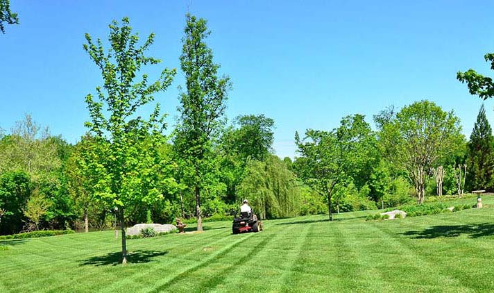 a tree in the middle of a lush green field with a lawnmower