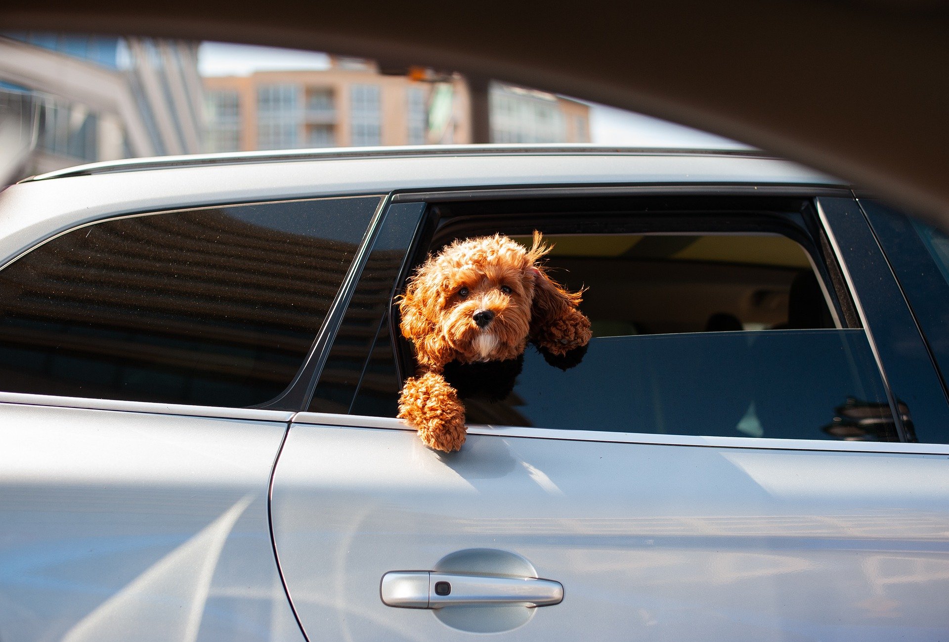 a dog hanging out the window of a car