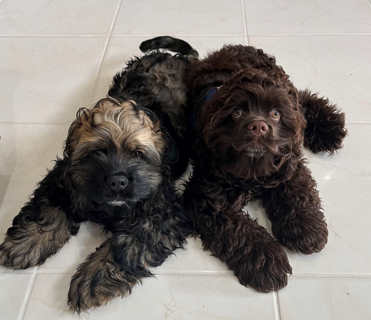 Theo & Bear; two dogs saved by The Florida Humane Society